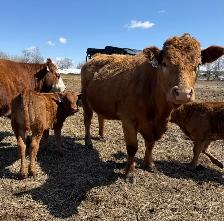 Young Cow Calf pairs - Photo 4