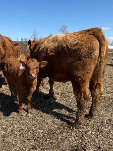 Young Cow Calf pairs - Photo 5