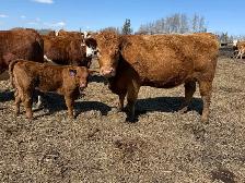 Young Cow Calf pairs - Photo 6