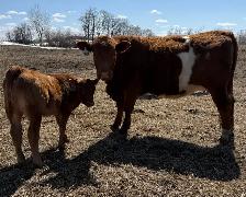 Young Cow Calf pairs - Photo 7