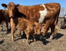 Young Cow Calf pairs - Photo 8