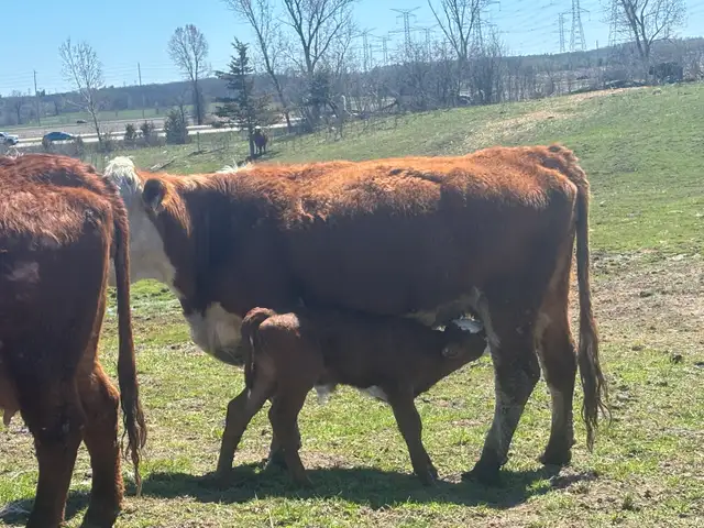 cow calf pairs