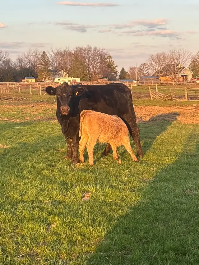 cow calf pairs - Photo 2