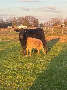 cow calf pairs - Photo 2