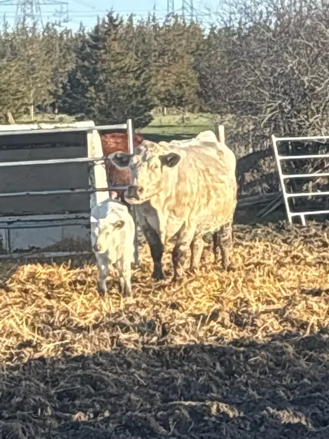 cow calf pairs - Photo 3
