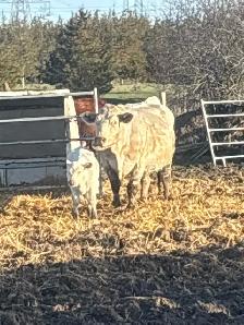 cow calf pairs - Photo 3