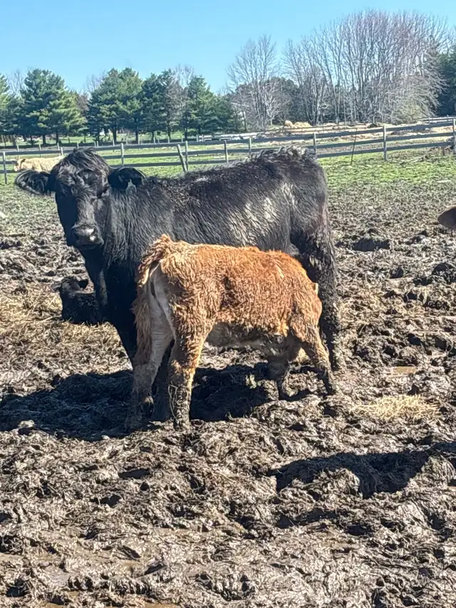 cow calf pairs - Photo 4