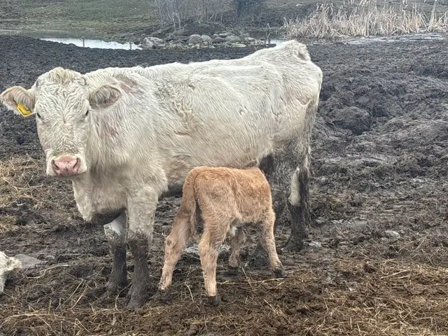 cow calf pairs - Photo 5