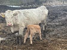 cow calf pairs - Photo 5