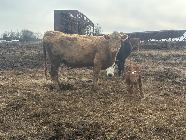 cow calf pairs - Photo 6