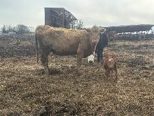 cow calf pairs - Photo 6