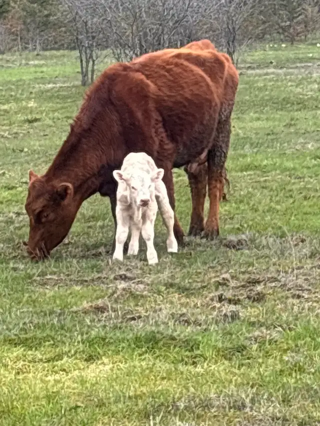 cow calf pairs - Photo 7
