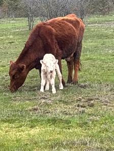 cow calf pairs - Photo 7