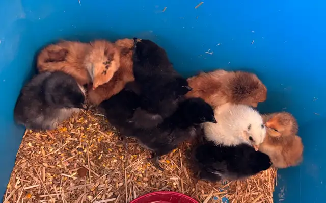 BABY CHICKS FROM OLIVE EGGS