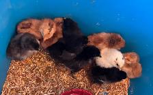 BABY CHICKS FROM OLIVE EGGS