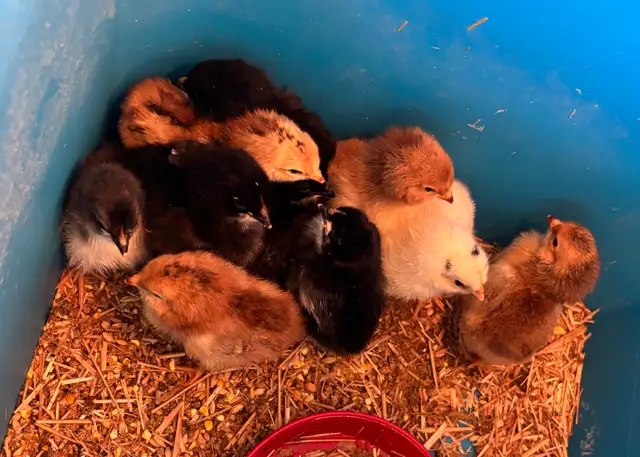 BABY CHICKS FROM OLIVE EGGS - Photo 2