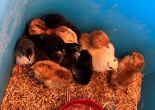 BABY CHICKS FROM OLIVE EGGS - Photo 2