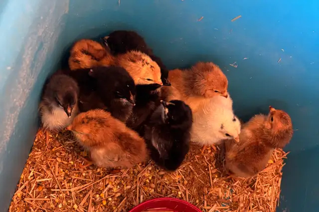 BABY CHICKS FROM OLIVE EGGS - Photo 3