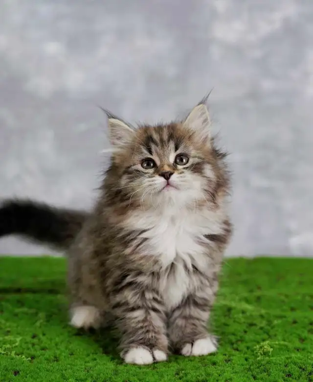 Siberian kittens - Photo 2