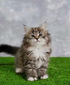 Siberian kittens - Photo 2