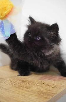 Siberian kittens - Photo 3