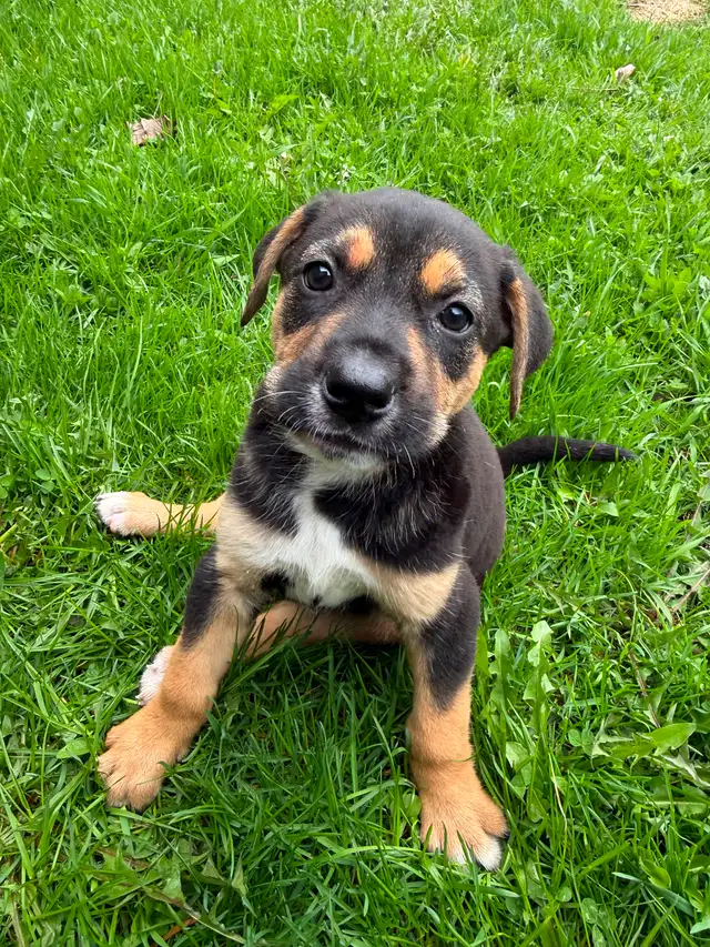 Border Collie X - Photo 2