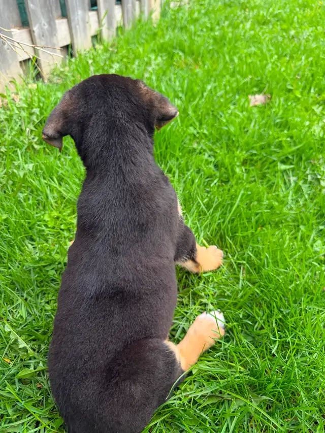 Border Collie X - Photo 3