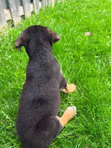 Border Collie X - Photo 3