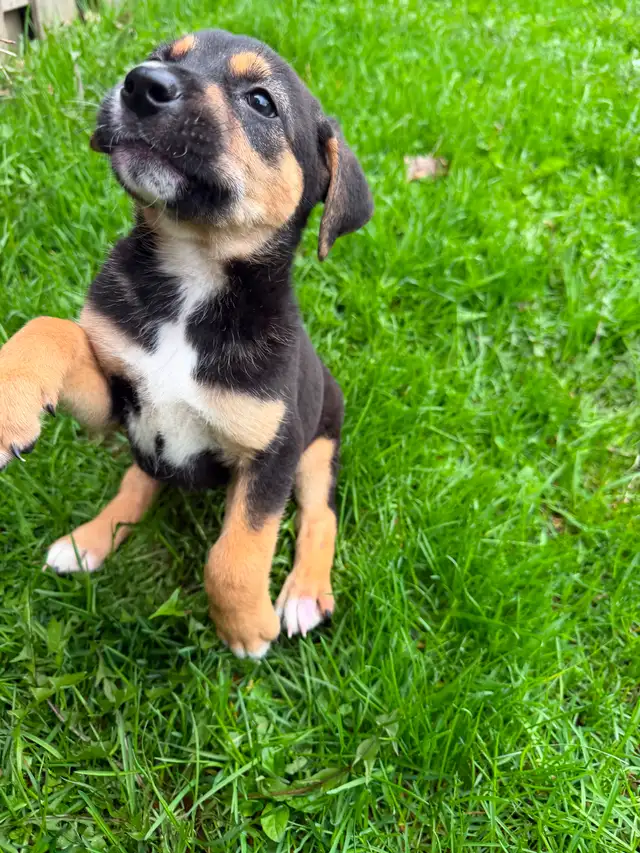 Border Collie X - Photo 4