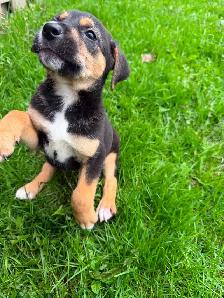 Border Collie X - Photo 4