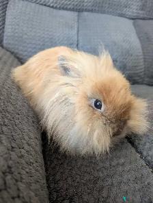Lionhead Rabbit