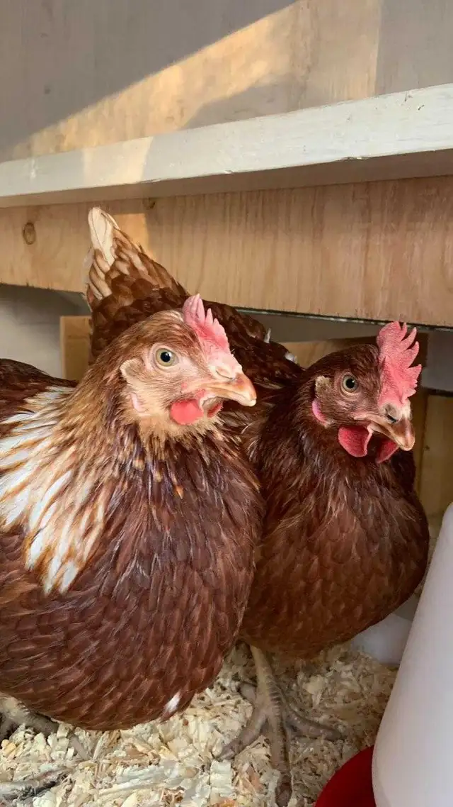 Overstock Pullets Just starting to Lay - Photo 2