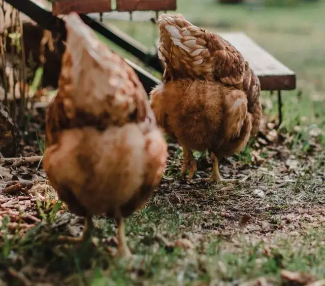 Overstock Pullets Just starting to Lay - Photo 3