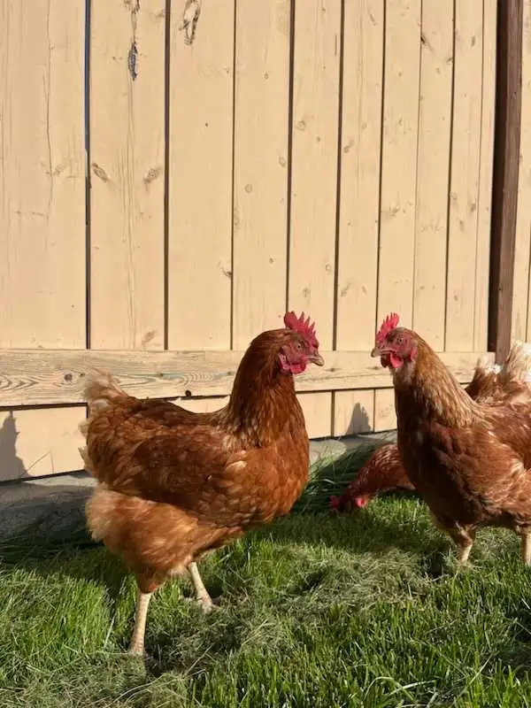 Overstock Pullets Just starting to Lay - Photo 6