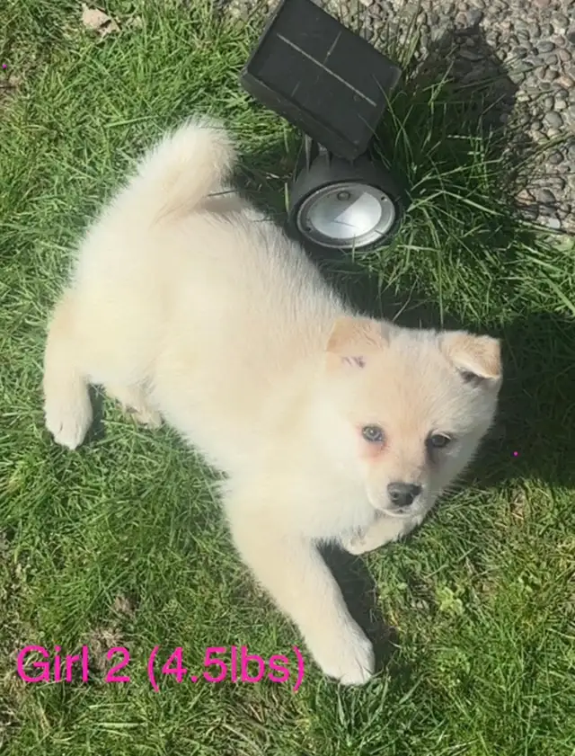 pomsky 900$