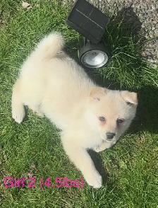 pomsky 900$