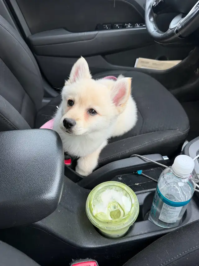 pomsky 900$ - Photo 2