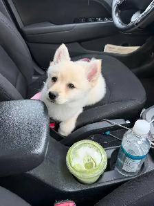 pomsky 900$ - Photo 2