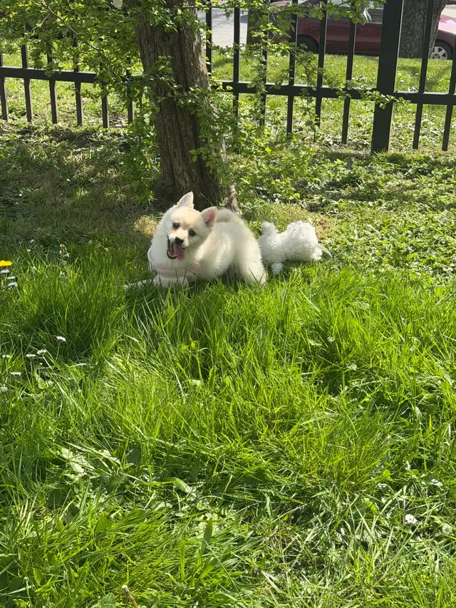 pomsky 900$ - Photo 3