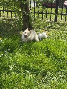 pomsky 900$ - Photo 3