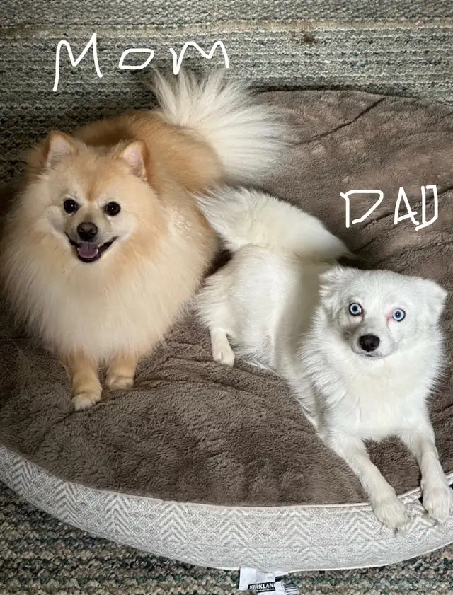 pomsky 900$ - Photo 4