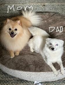 pomsky 900$ - Photo 4