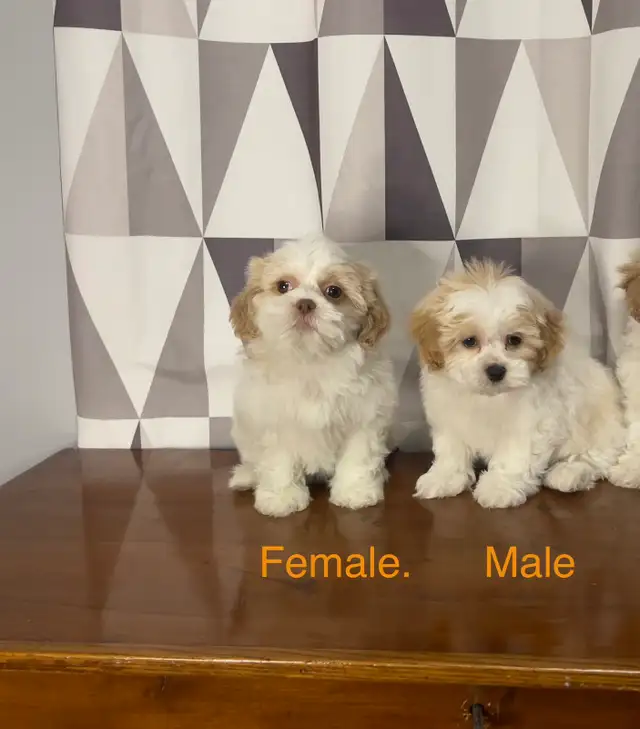 Shichon Puppies! Shih-Tzu x Bichon Frise ❤️ Ready Now!