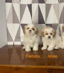 Shichon Puppies! Shih-Tzu x Bichon Frise ❤️ Ready Now!