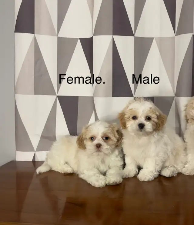 Shichon Puppies! Shih-Tzu x Bichon Frise ❤️ Ready Now! - Photo 2