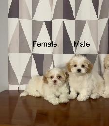Shichon Puppies! Shih-Tzu x Bichon Frise ❤️ Ready Now! - Photo 2