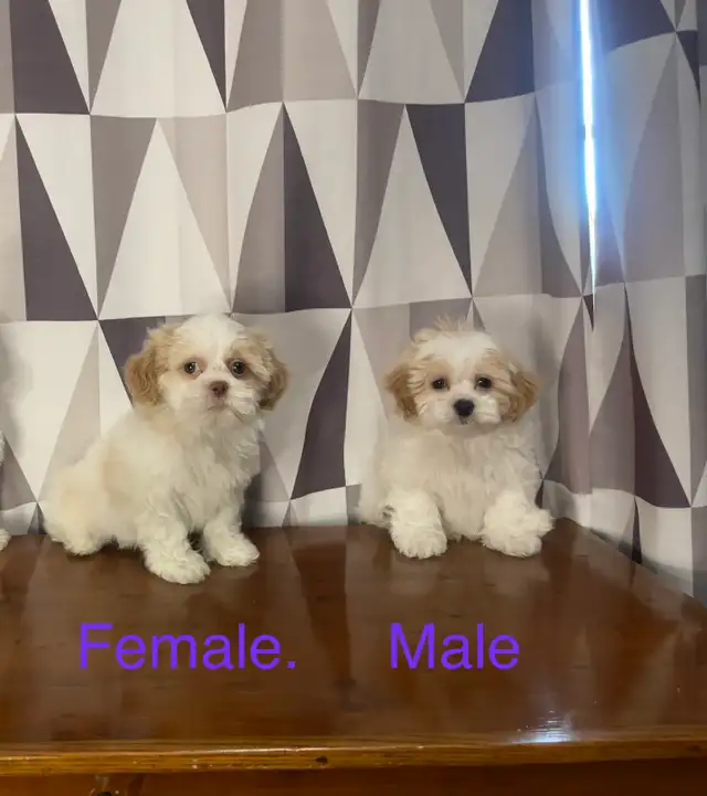 Shichon Puppies! Shih-Tzu x Bichon Frise ❤️ Ready Now! - Photo 3