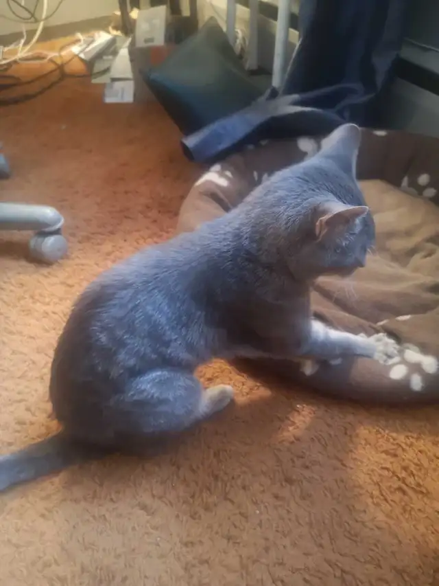 I can't he's at home