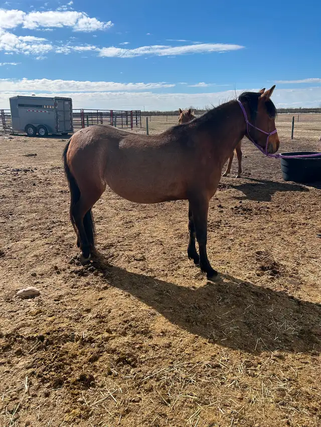 Another Graham Ranch Mustang By Sandy For Sale