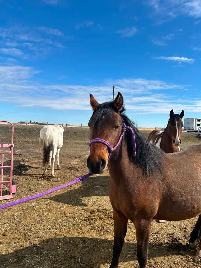 Another Graham Ranch Mustang By Sandy For Sale - Photo 2